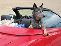 Hund im Auto
