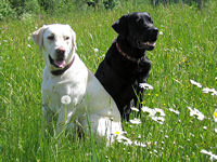 Zwei Hunde auf einer Wiese