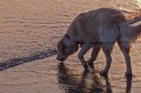 Dänemark Hund am Strand Dänemark Hund am Strand