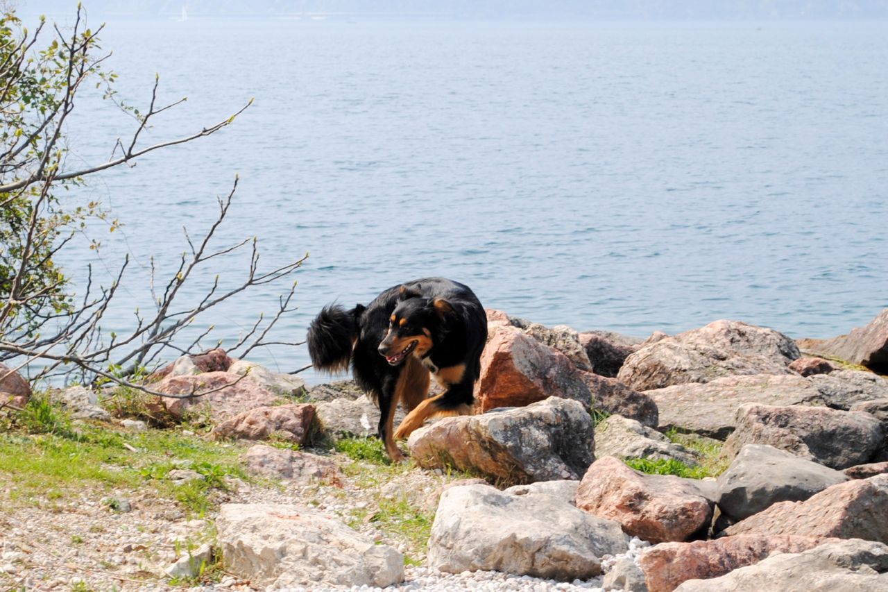 Haus Am See Mit Hund / Küsten Chalet - Ferienhaus Ostsee mit Sauna, Kamin, Hund - Zur stadt gehören mehrere ortsteile, darunter mögelin, döberitz und.