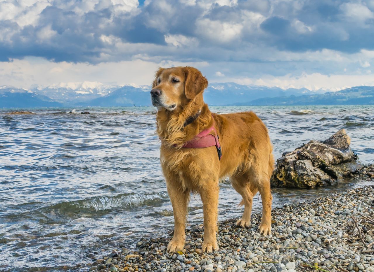 Image Result For Labrador Retriever Tail