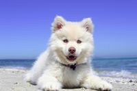 Weißer Hund am Sandstrand