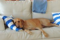 Hund auf Couch Hund auf Couch