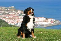 Berner Sennenhund auf Wiese vor Küstenstadt und Meer