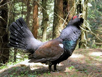 Auerhahn in der Mala Fatra