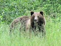 Braunbär im Nationalpark