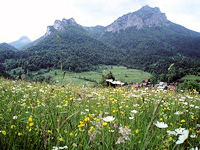 Grünfläche in der Mala Fatra