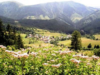 Blumenwiese und Dorf