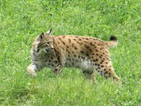 Luchs auf Beutefang