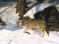 Wolf mit Beute