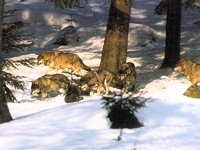 Wolfsrudel im Winter